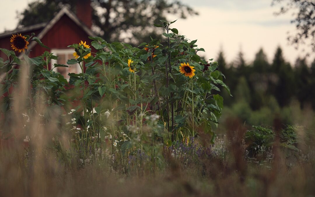 Homes With Big Backyards For Sale: Okay, Here’s A Blog…