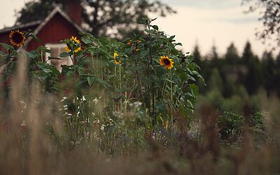 Homes With Big Backyards For Sale: Okay, Here’s A Blog…