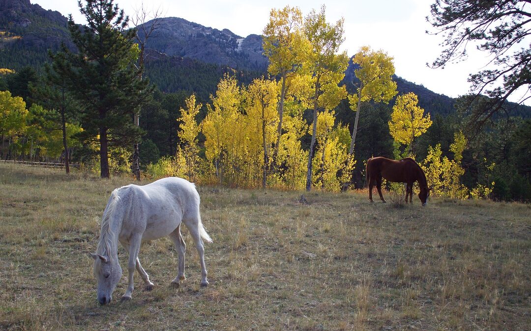 Foreclosed Homes Denver Colorado ~ “`html Unlock Your Dream Home:…
