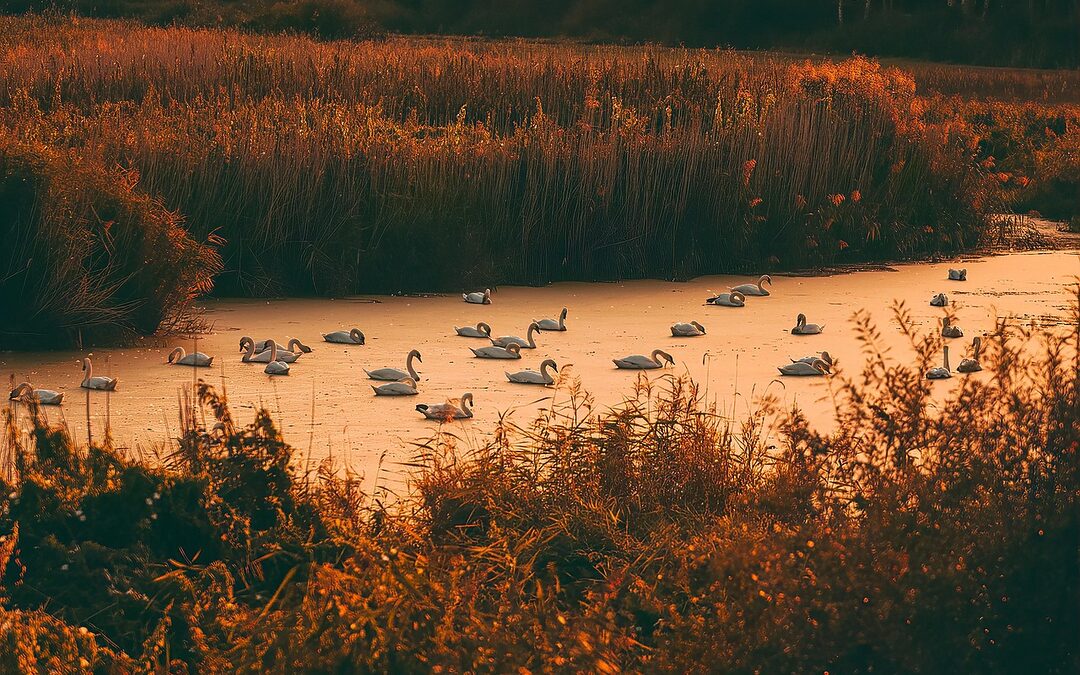 “move-in Ready Homes In Denver $500k–$800k” – “`html Your Dream…