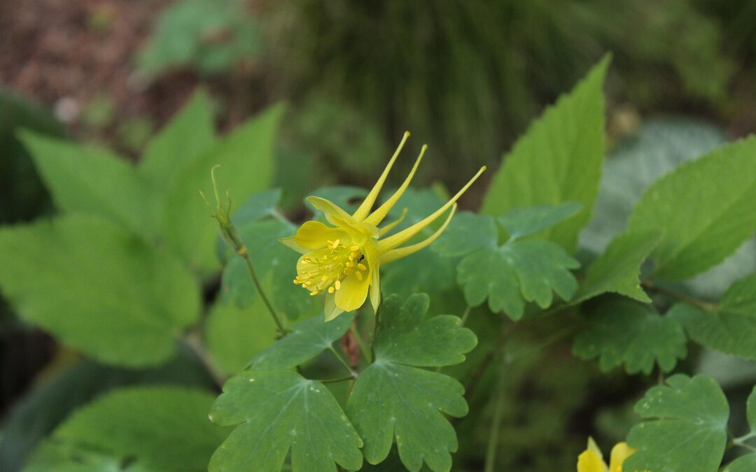 New Condos Denver – Denver Living: Your Dream Condo Awaits!…