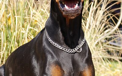 🧠 Bonus Questions (Optional But Insightful) » “`html Unlock Your…