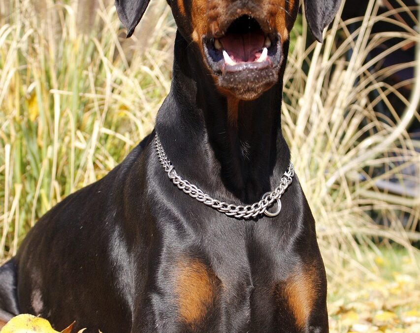 🧠 Bonus Questions (Optional But Insightful) » “`html Unlock Your…