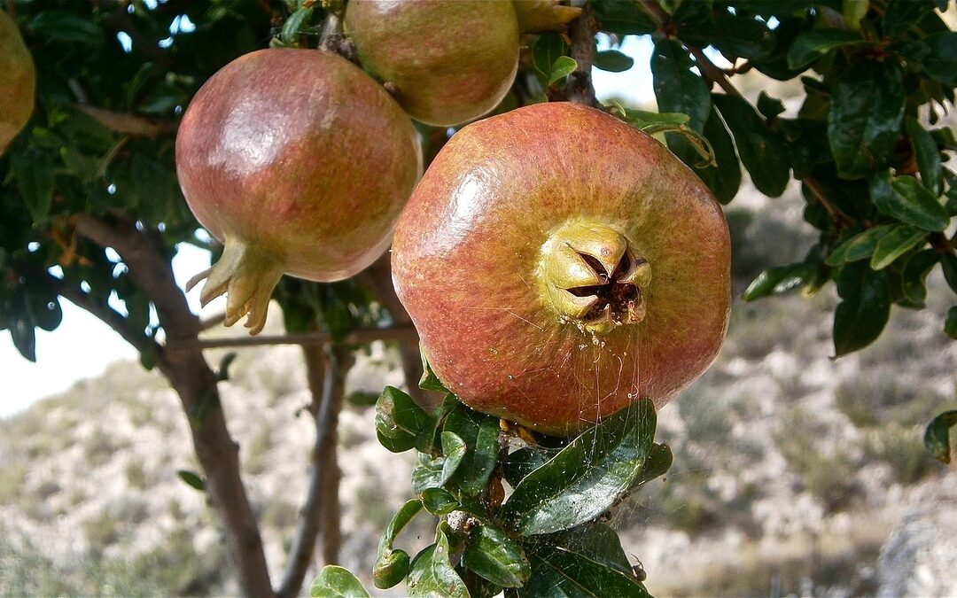 💼 Offers & Negotiation – “`html Unlock Your Dream Home…